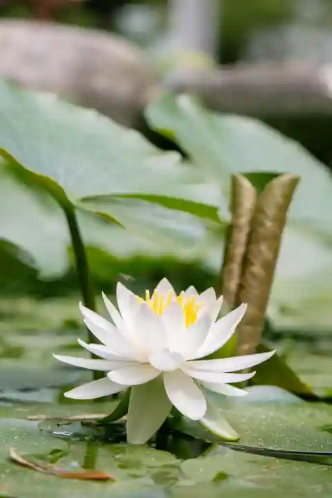 正安寺(神奈川県)