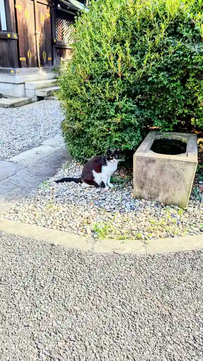 白金氷川神社の動物