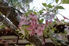 平野神社の自然