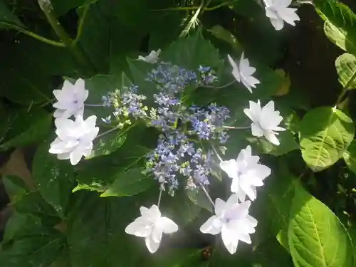 御霊神社の自然