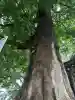 須賀神社の{uncategorized: "未分類", other: "その他", undefined: "問題あり", building: "その他建物", grave: "お墓", sacred_gate: "鳥居", guardian: "狛犬", statue: "像", buddha: "仏像", history: "歴史", nature: "自然", garden: "庭園", animal: "動物", pagoda: "塔", temizu: "手水舎", mountain_gate: "山門・神門", sanctuary: "本殿・本堂", subordinate: "末社・摂社", art: "芸術", scenery: "景色", jizo: "地蔵", ema: "絵馬", goshuin: "御朱印", omikuji: "おみくじ", items: "授与品その他", amulet: "お守り", goshuincho: "御朱印帳", eats: "食事", festival: "お祭り", votive_dance: "神楽", shichigosan: "七五三参", wedding: "結婚式", experience: "体験その他", initially: "初詣", around: "周辺", anti_infection: "感染症対策"}