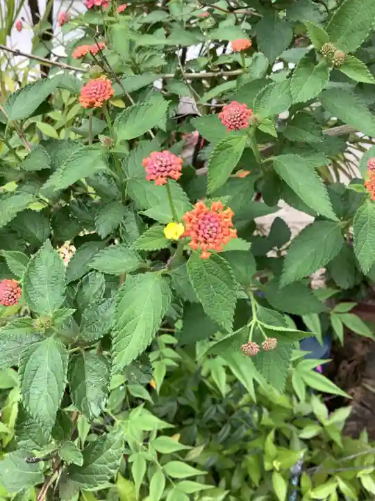 三輪神社の自然