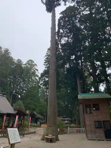 熊野神社の自然