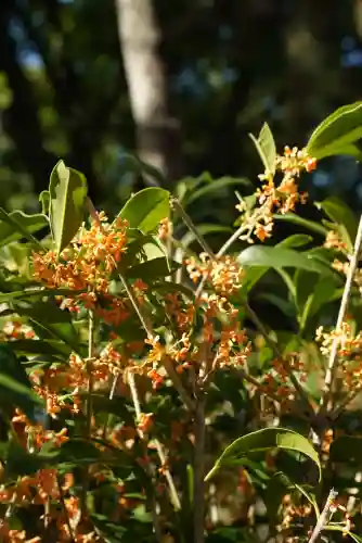賀茂御祖神社（下鴨神社）の自然