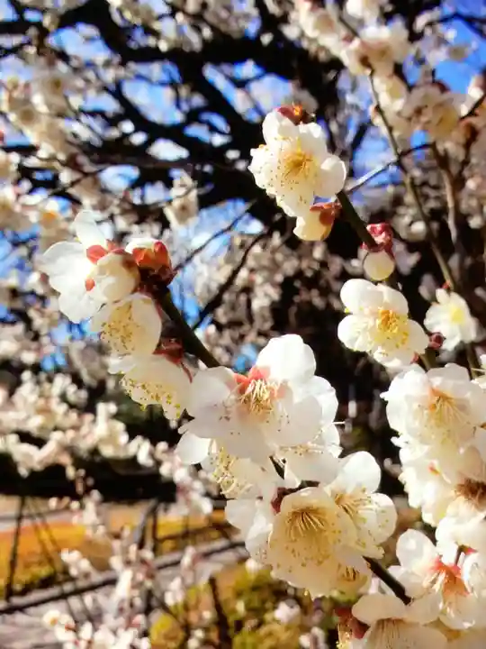 福蔵院(東京都)