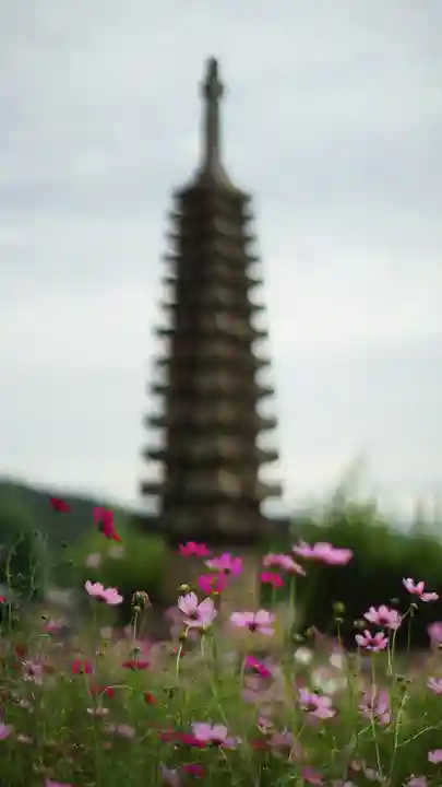 般若寺 ❁コスモス寺❁(奈良県)