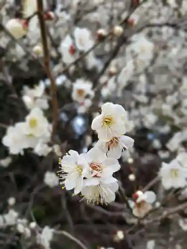 乃木神社の自然