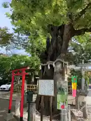 新田神社の鳥居