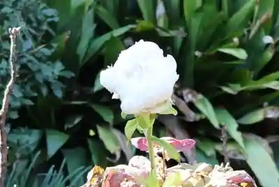 東長谷寺　薬王院(東京都)