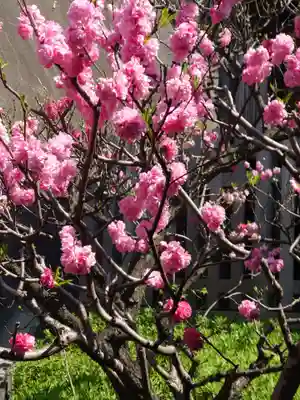 太田杉山神社・横濱水天宮(神奈川県)