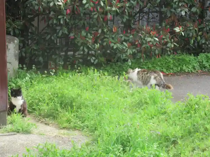 須賀神社の動物