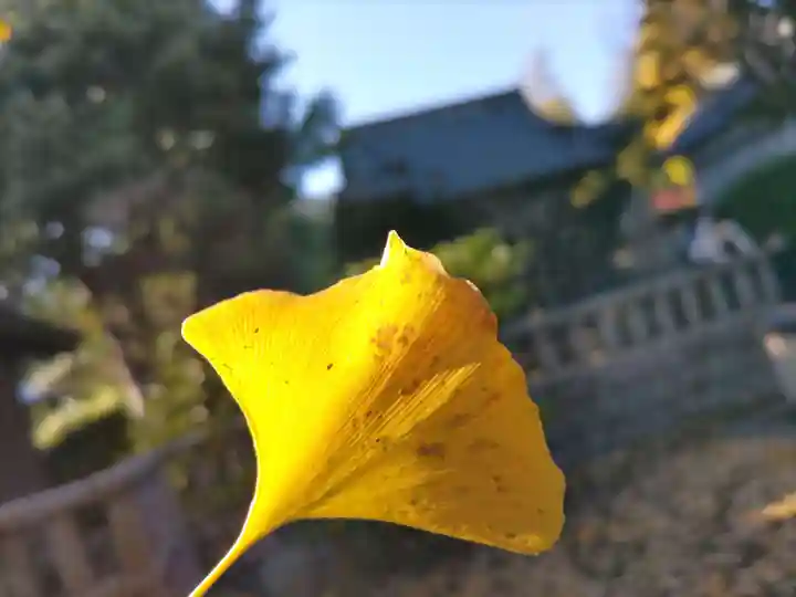 八坂大神の自然