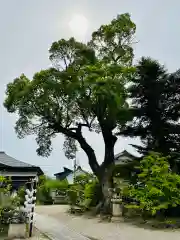 菅原天満宮（菅原神社）(奈良県)