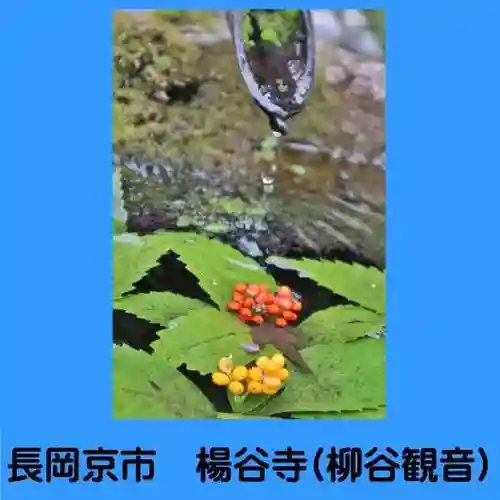 柳谷観音　楊谷寺(京都府)