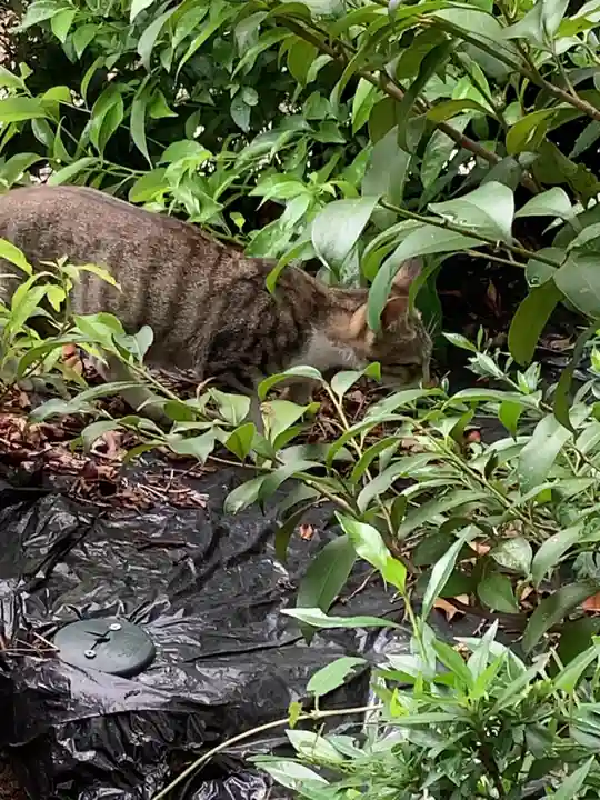 三輪神社の動物