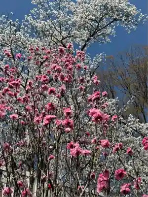 成田山名古屋別院大聖寺(犬山成田山)(愛知県)