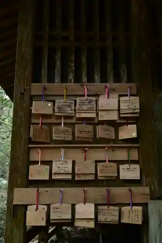 地主神社（桑の川の鳥居杉）(高知県)