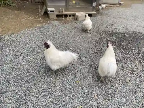 高屋敷稲荷神社(福島県)