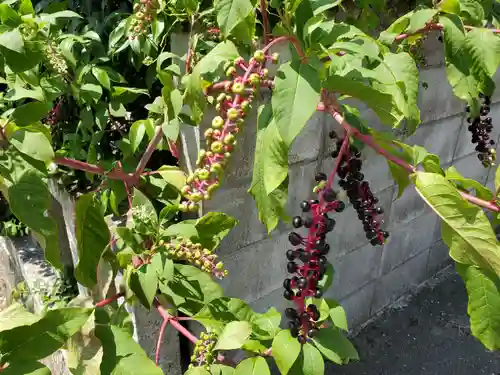 阿弥陀寺の自然