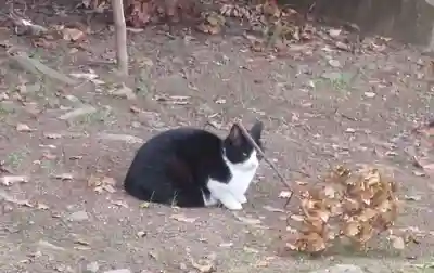 刺田比古神社(和歌山県)