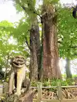 綾部八幡神社の狛犬