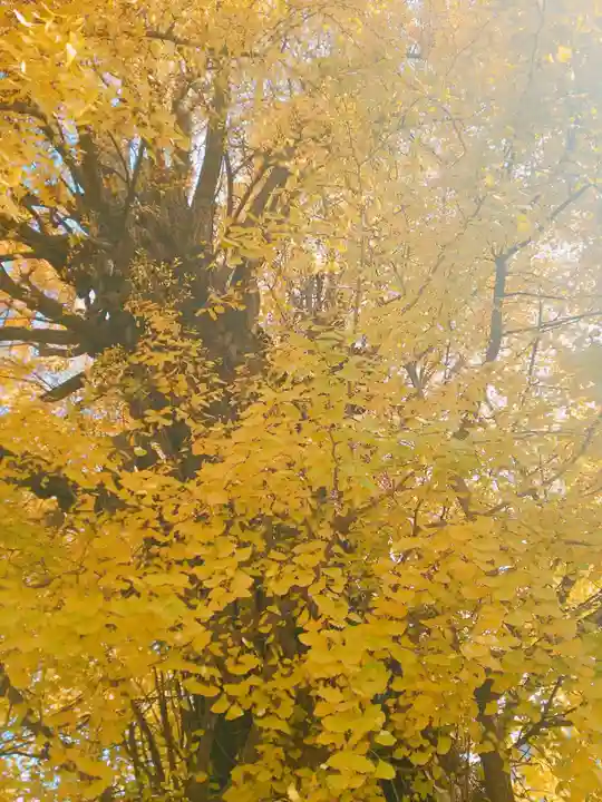 飛木稲荷神社の自然