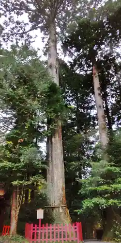 箱根神社の自然