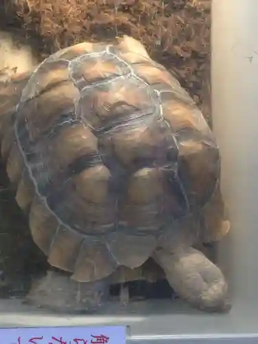 越谷香取神社の動物