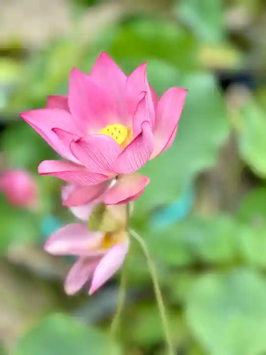 唐招提寺(奈良県)