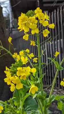 平野神社(京都府)