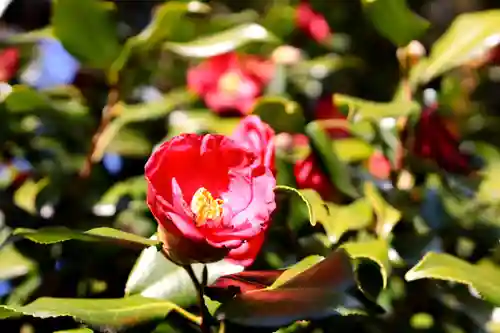 三津厳島神社の自然
