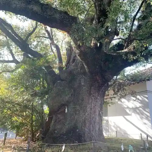 闘鶏神社(和歌山県)