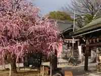 岡崎天満宮の自然