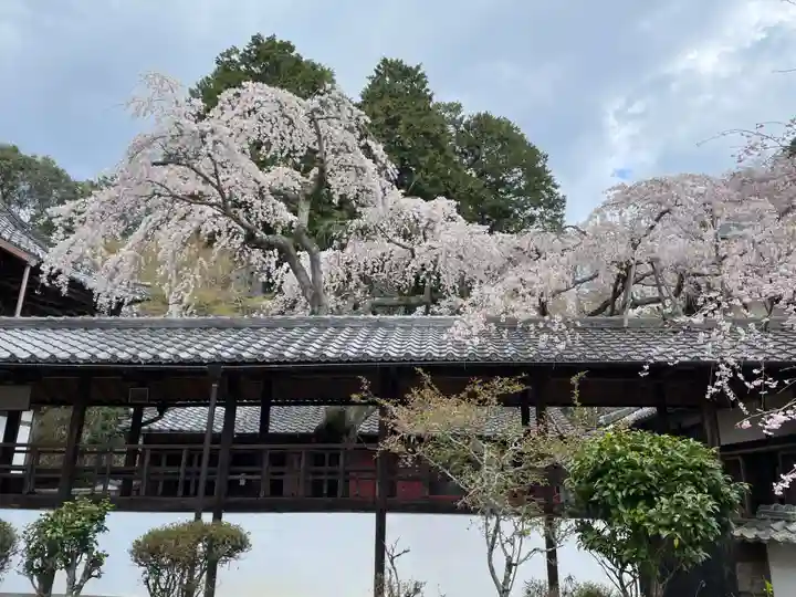 十輪寺(京都府)