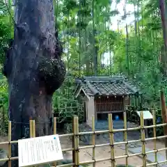 龍潭寺の自然