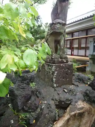 白幡天神社の狛犬