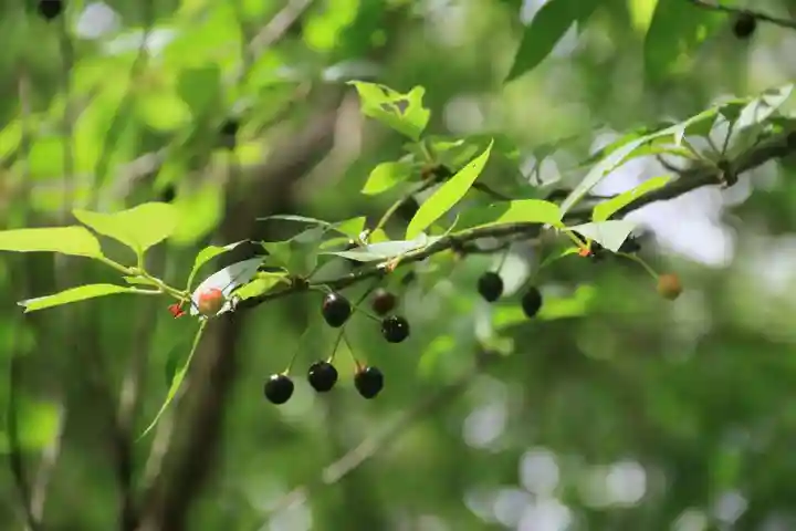 阿久津「田村神社」(郡山市阿久津町)旧社名:伊豆箱根三嶋三社の自然