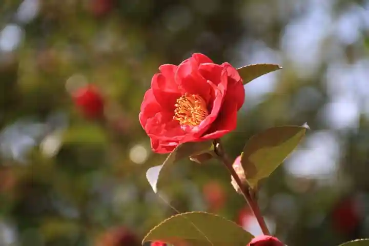 神炊館神社 ⁂奥州須賀川総鎮守⁂の自然