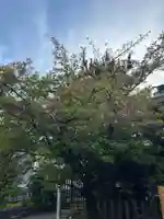 三田春日神社の自然