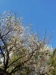 乃木神社の自然