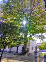 八幡社(高熊八幡社)の自然