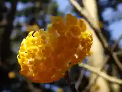 焼森山雷神神社の自然