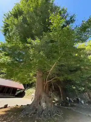 安房神社(千葉県)