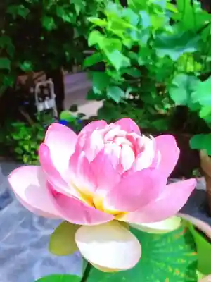 宗延寺(東京都)