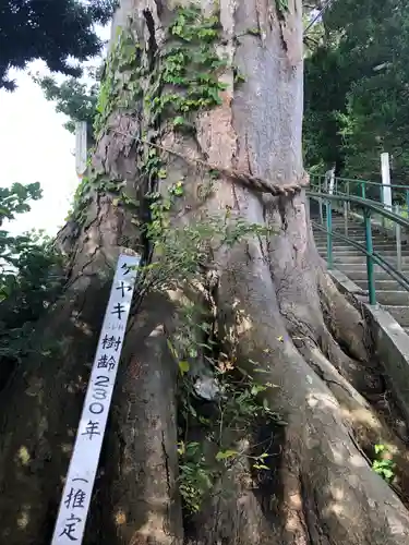 薬師神社(青森県)