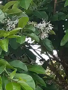 伏木香取神社(茨城県) 2023年05月16日(火)〜(2023年05月14日(日) 16時38分51秒投稿)