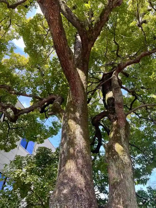 溝口神社の{uncategorized: "未分類", other: "その他", undefined: "問題あり", building: "その他建物", grave: "お墓", sacred_gate: "鳥居", guardian: "狛犬", statue: "像", buddha: "仏像", history: "歴史", nature: "自然", garden: "庭園", animal: "動物", pagoda: "塔", temizu: "手水舎", mountain_gate: "山門・神門", sanctuary: "本殿・本堂", subordinate: "末社・摂社", art: "芸術", scenery: "景色", jizo: "地蔵", ema: "絵馬", goshuin: "御朱印", omikuji: "おみくじ", items: "授与品その他", amulet: "お守り", goshuincho: "御朱印帳", eats: "食事", festival: "お祭り", votive_dance: "神楽", shichigosan: "七五三参", wedding: "結婚式", experience: "体験その他", initially: "初詣", around: "周辺", anti_infection: "感染症対策"}