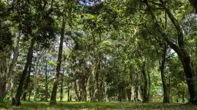 宇佐宮弥勒寺跡の自然