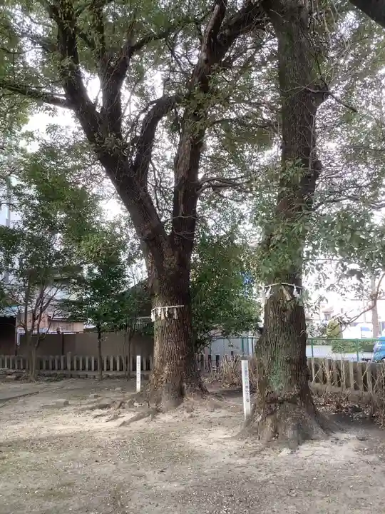 神明社(露橋神明社)の自然