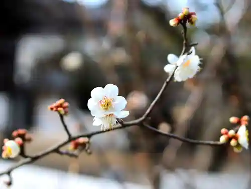 三津厳島神社の自然